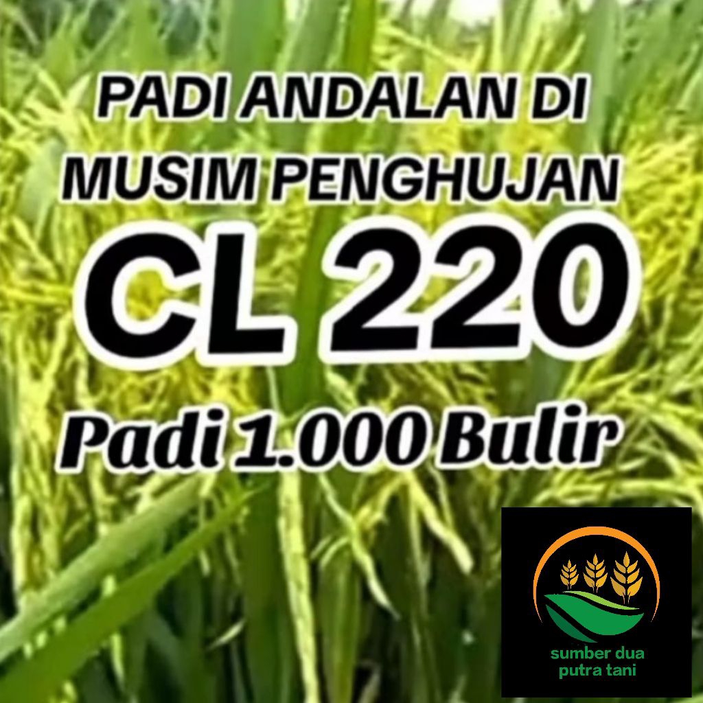 benih padi CL220 kemasan 1kg kualitas unggul