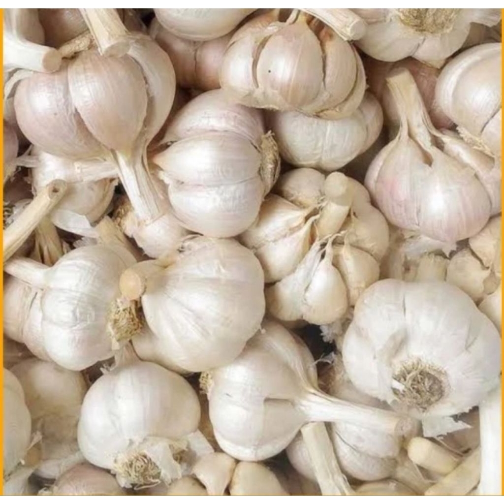 

Bawang Putih Kating 1 kg