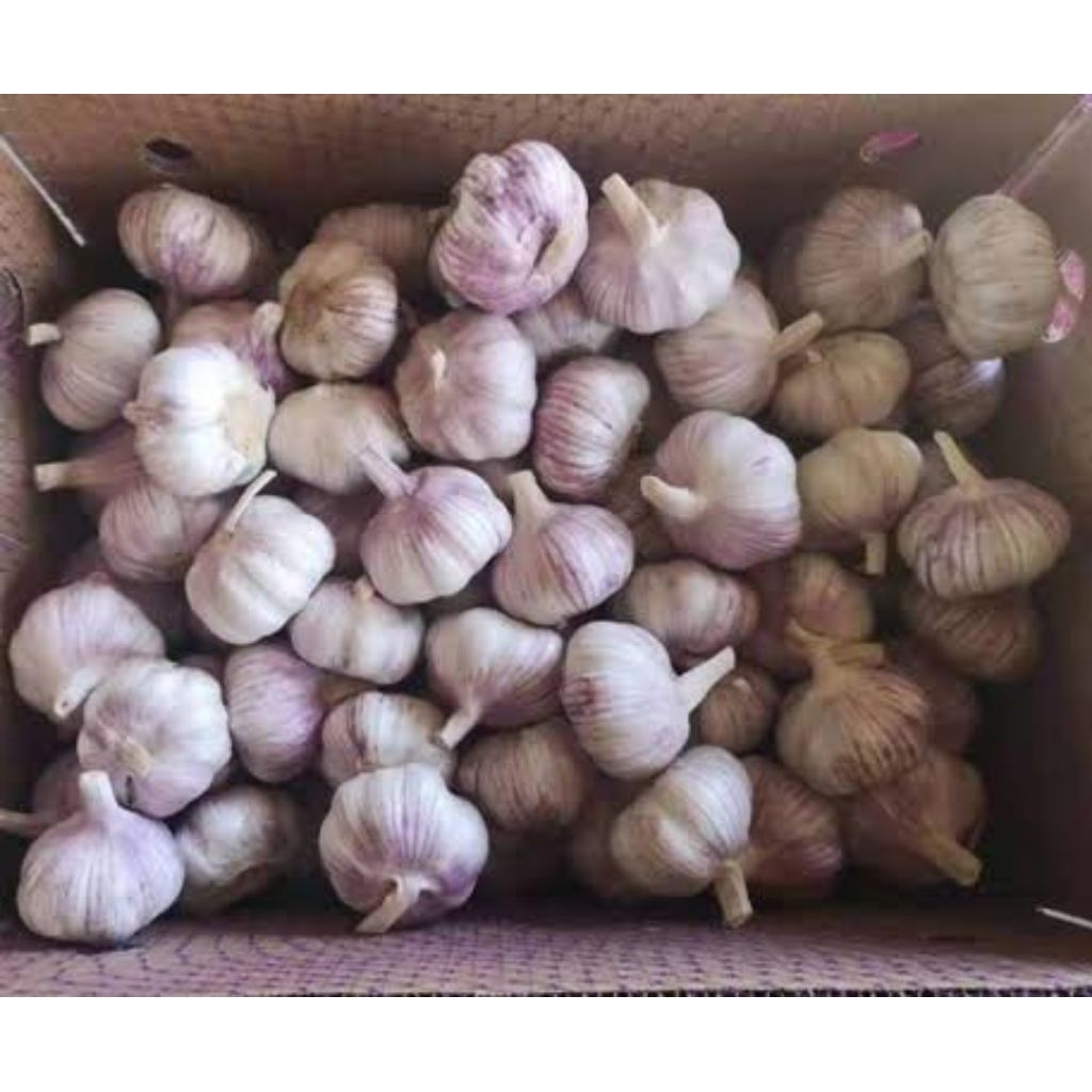 

Bawang Putih [harga grosir]
