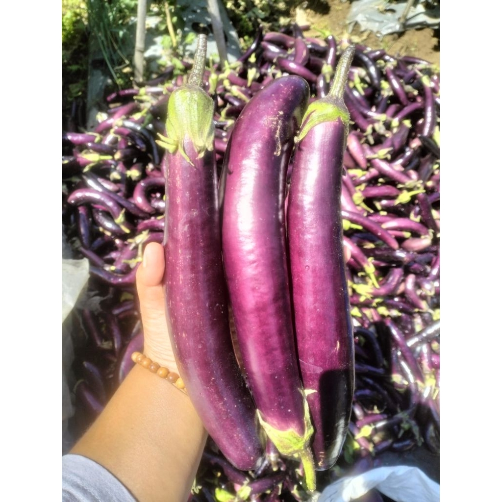 

TERONG UNGU SUPER 500g fresh petik dari kebun sendiri