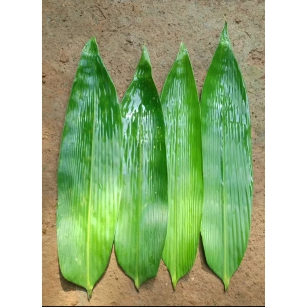 

Daun bambu segar