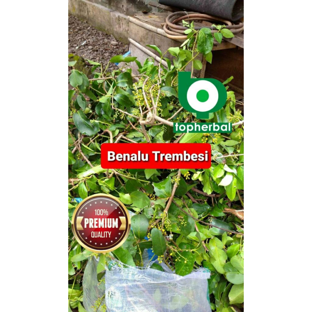 

BENALU TREMBESI 1000 GRAM GRADE TERTINGGI A+