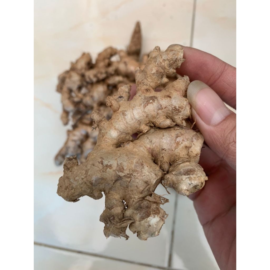 

jahe emprit lokal wonosobo