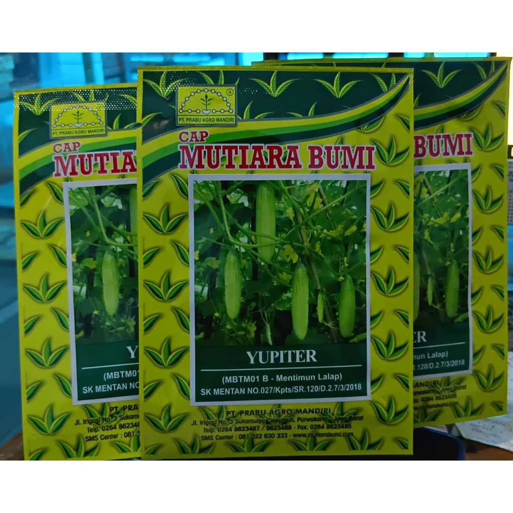 Benih Timun Lalap YUPITER isi 20gr Cap Mutiara Bumi / Benih Timun Mutiara Bumi