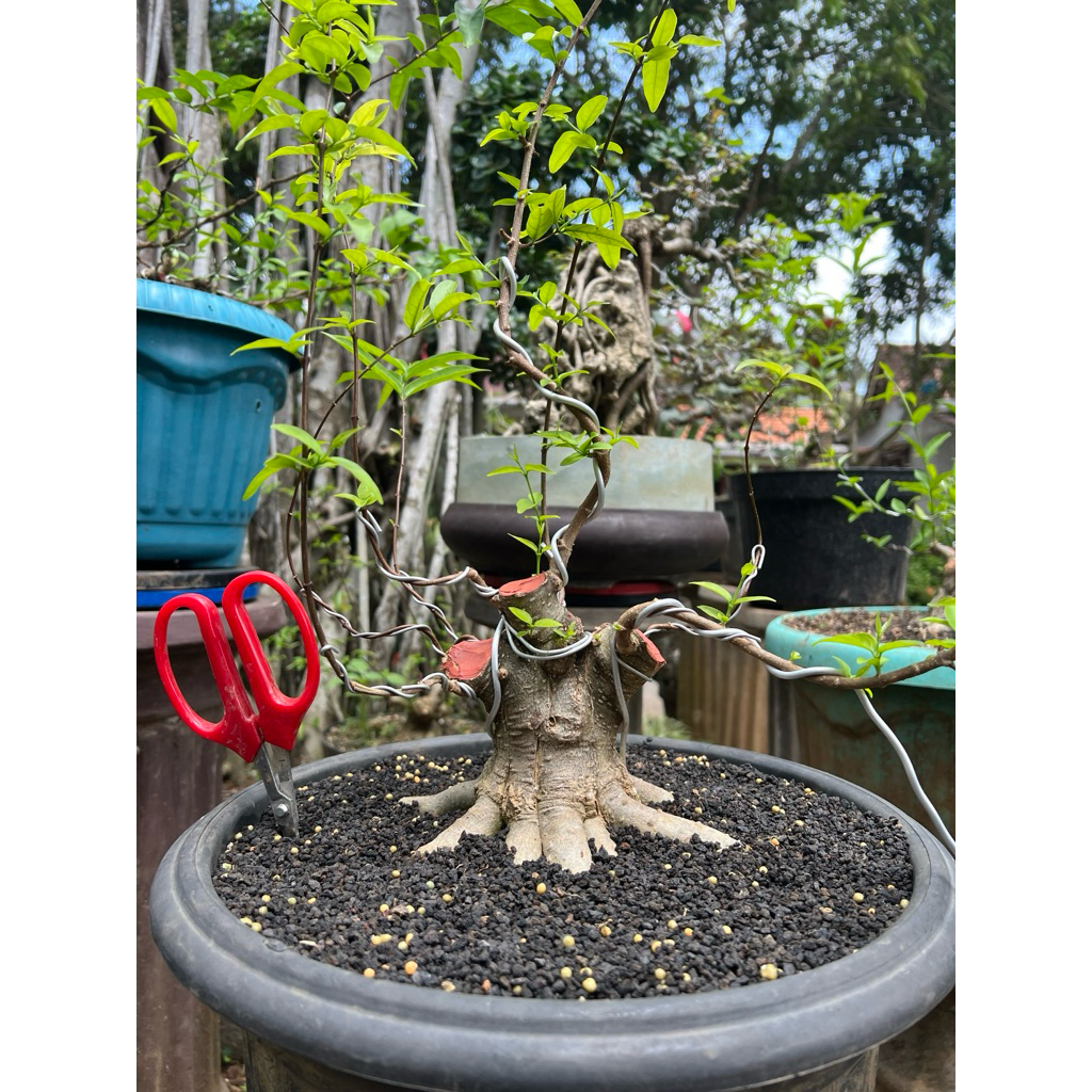 Bonsai anting putri mame