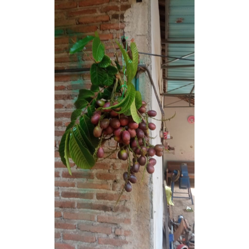 

matoa manis fresh baru petik