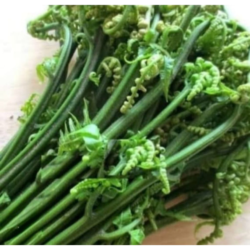 

Daun Pakis Segar 1Ikat