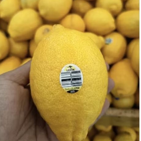 

Buah lemon Australia fresh lemon import 1 kg