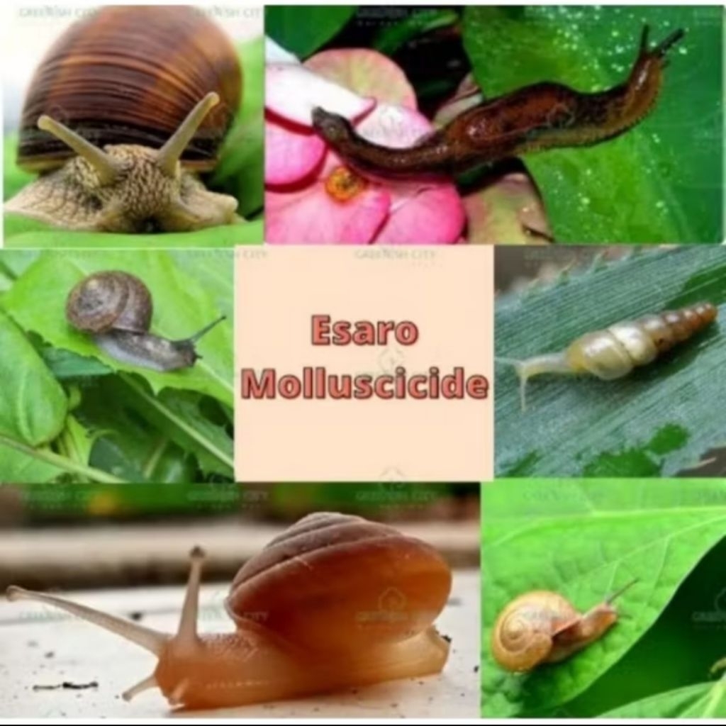 OBAT RACUN SIPUT KEONG Esaro 500Gr