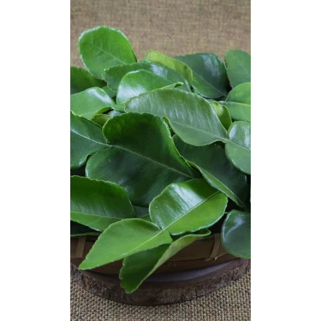 

daun jeruk perut pebungkus