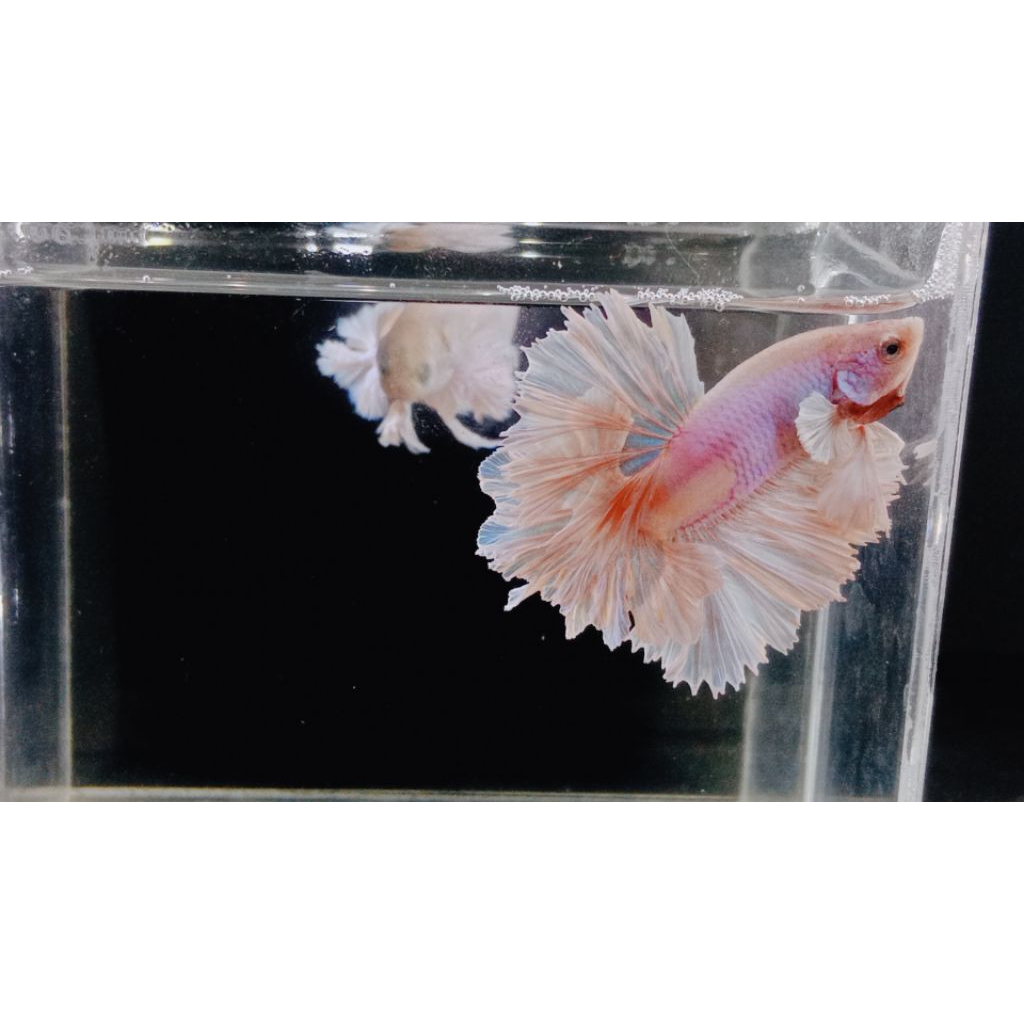 HMDE pink sakura