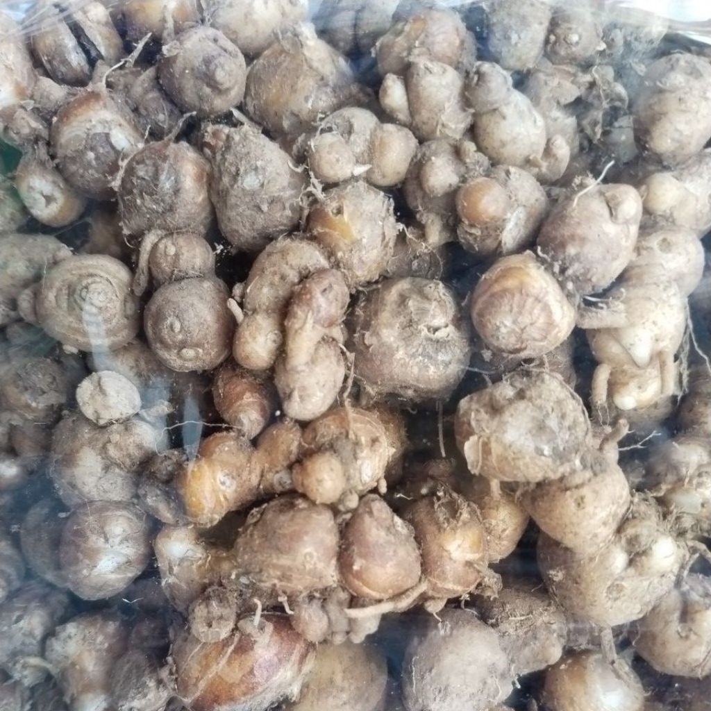 

Promo Kencur kecil mix sedang 1kilo Termurah