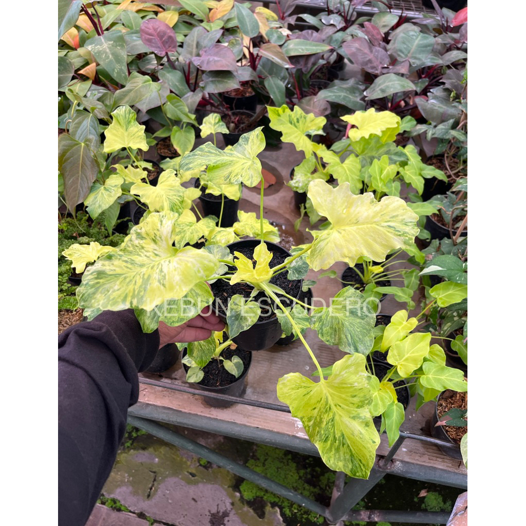 Philodendron Selloum Varigata Yellow - Tanaman Hias Jendron Varigata Kuning - Tanaman Hias Philodend