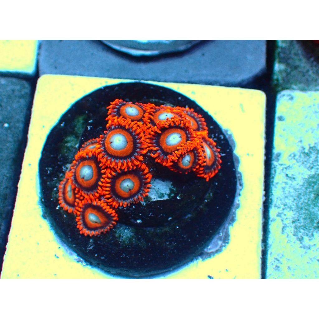 Zoa Tequila Sunrise KOLONI Reeftank Aquarium Laut