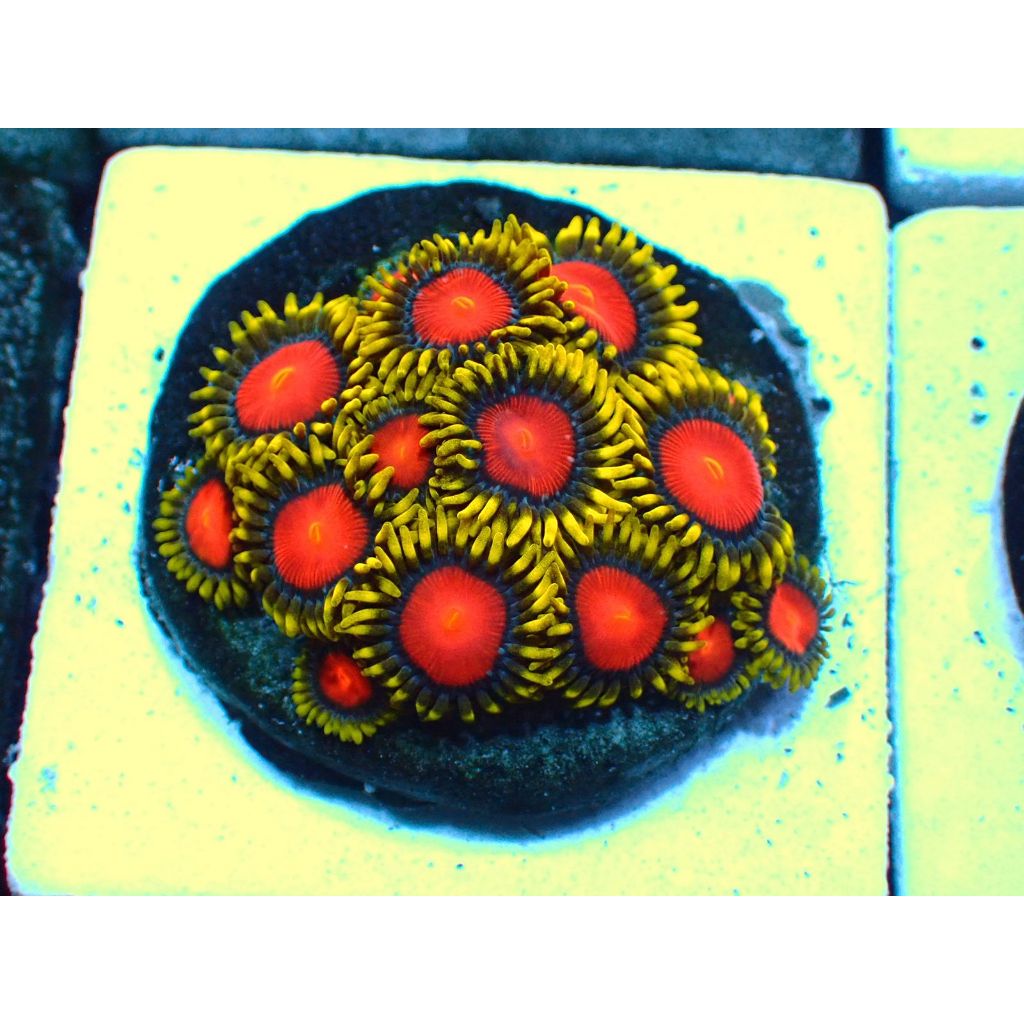 Zoa Dragon Eye KOLONI Reeftank Aquarium Laut