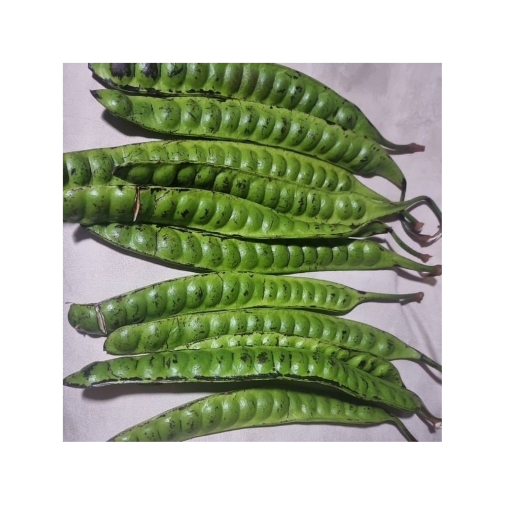 

Pete/ Petai Super Segar dari kebun