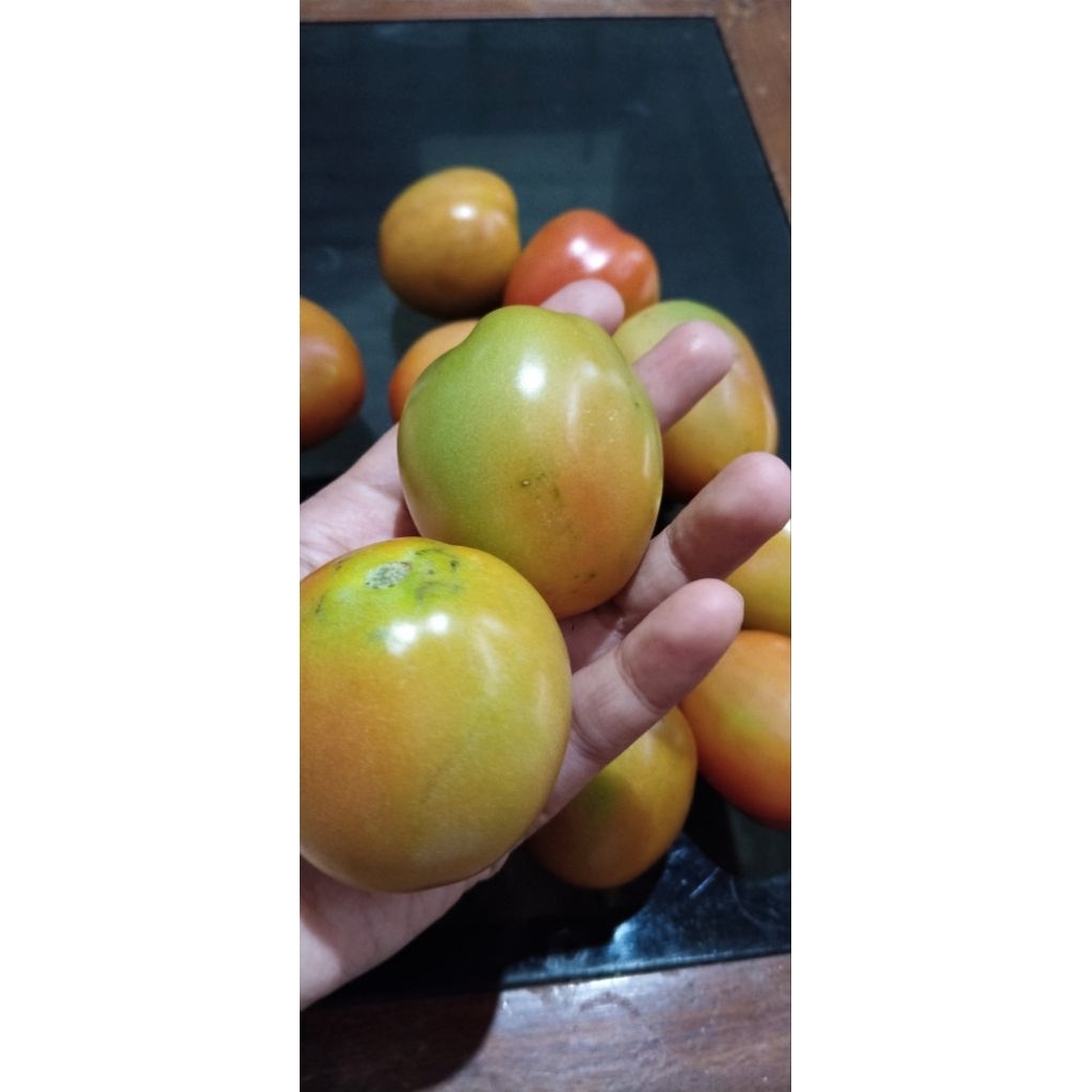 

Tomat fresh dari petani