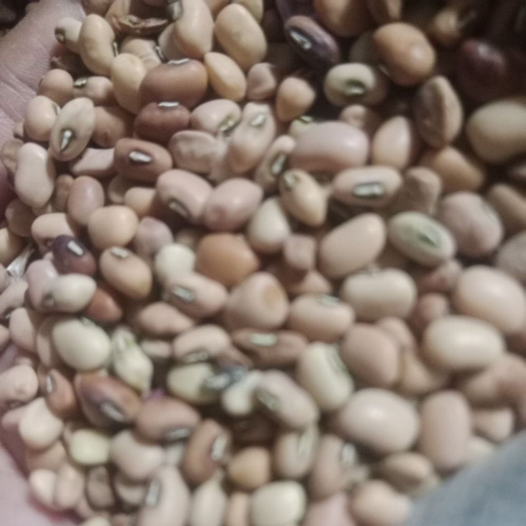 

kacang tholo/ kacang tunggak