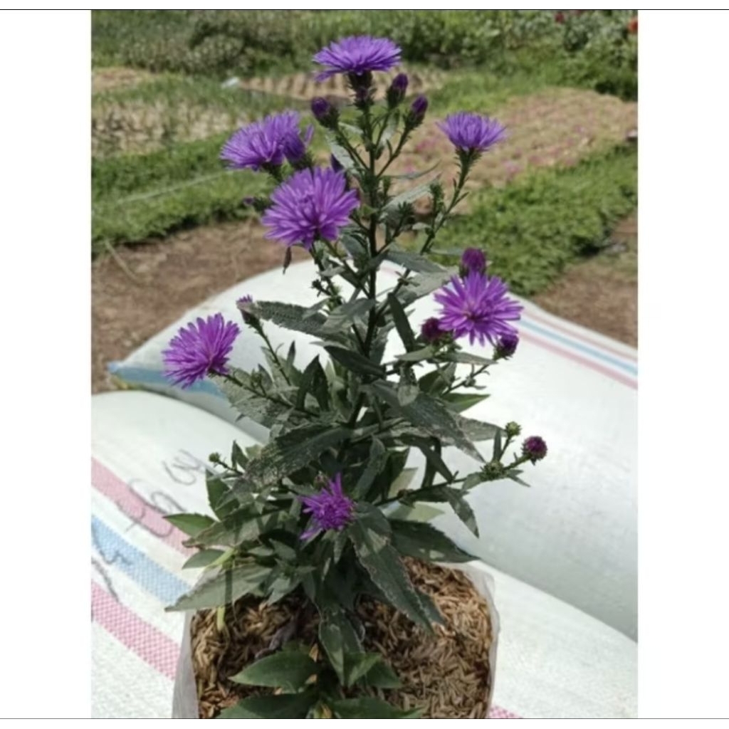 pikok ungu /mahrit ungu