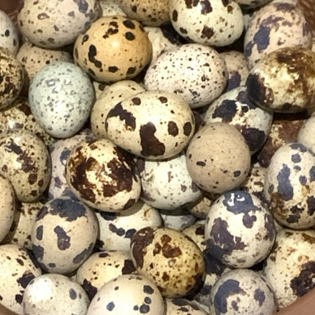 

TELURPUYUH_TERMURAH_FRESH_45Biji