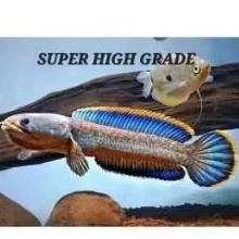 Channa Limbata Lawu Good Quality Hiasan Aquarium