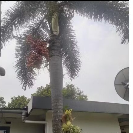 Tanaman pohon palem ekor tupai biji tanaman palm ekor tupai