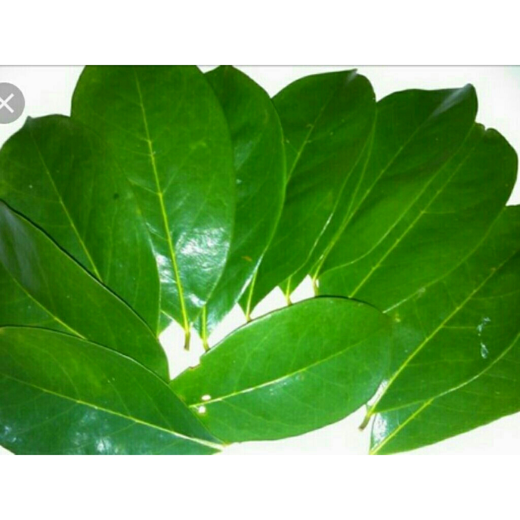 

daun sirsak.bebas rekues semua jenis daun daunan