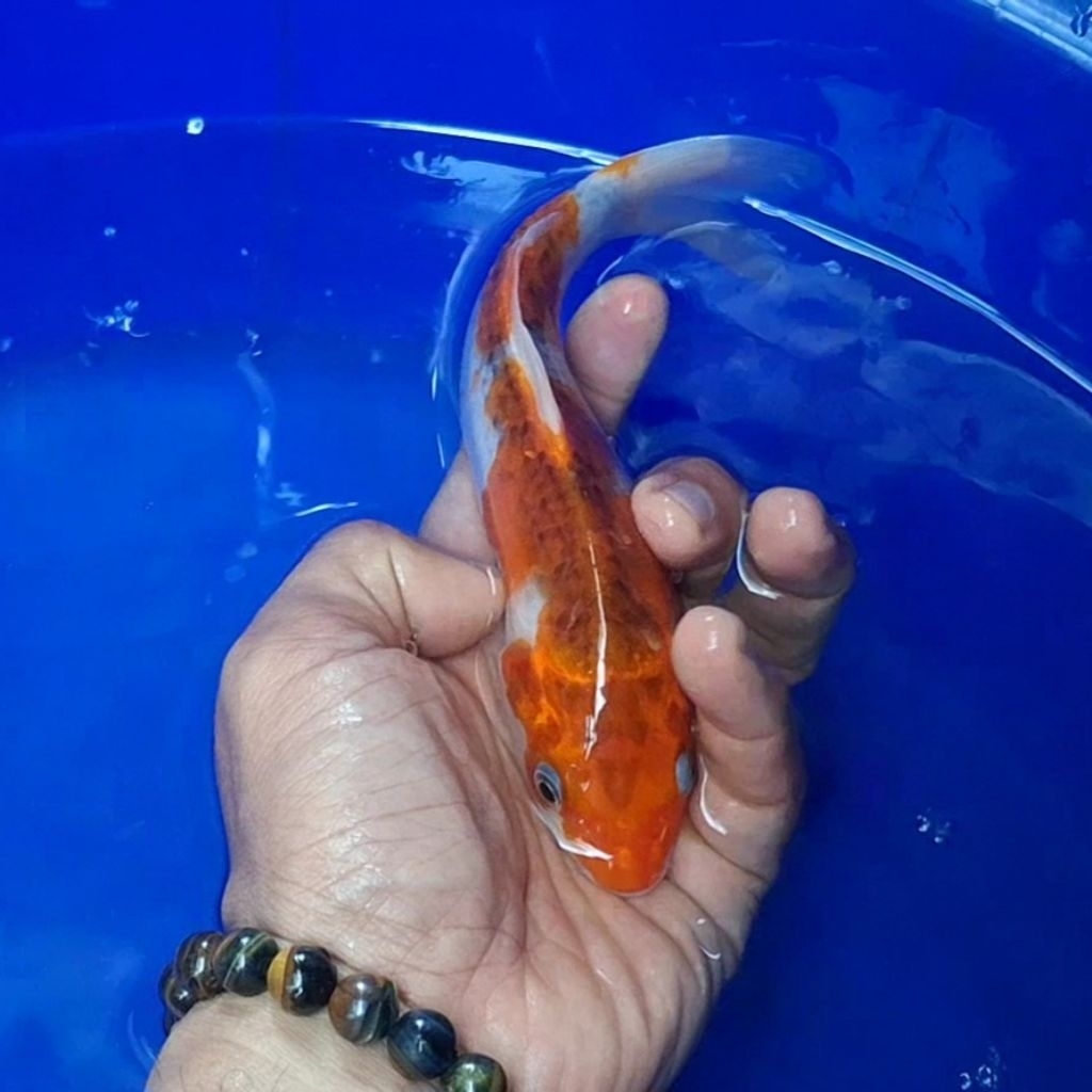Ikan Koi Blitar Jenis Kujaku / Rumah Koi Jakarta / kode 005
