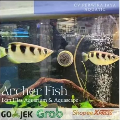 Archer Fish Sumpit Full Air Tawar Tankmate Hiasan Aquarium dan Aquascape