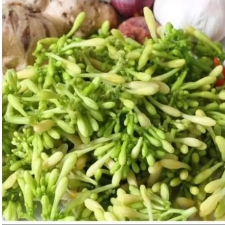 

Bunga pepaya 1 bungkus