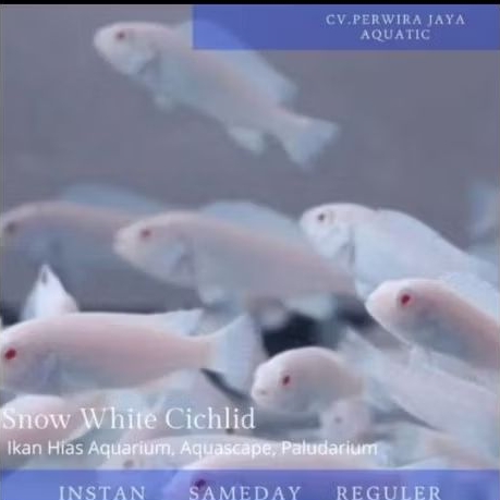 Cichlid Snow White Hiasan Aquarium