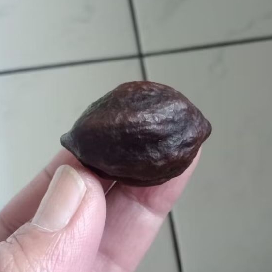 Kemiri Adu Muncang Adu Jayanti Anak Si Pait SemiUrgen