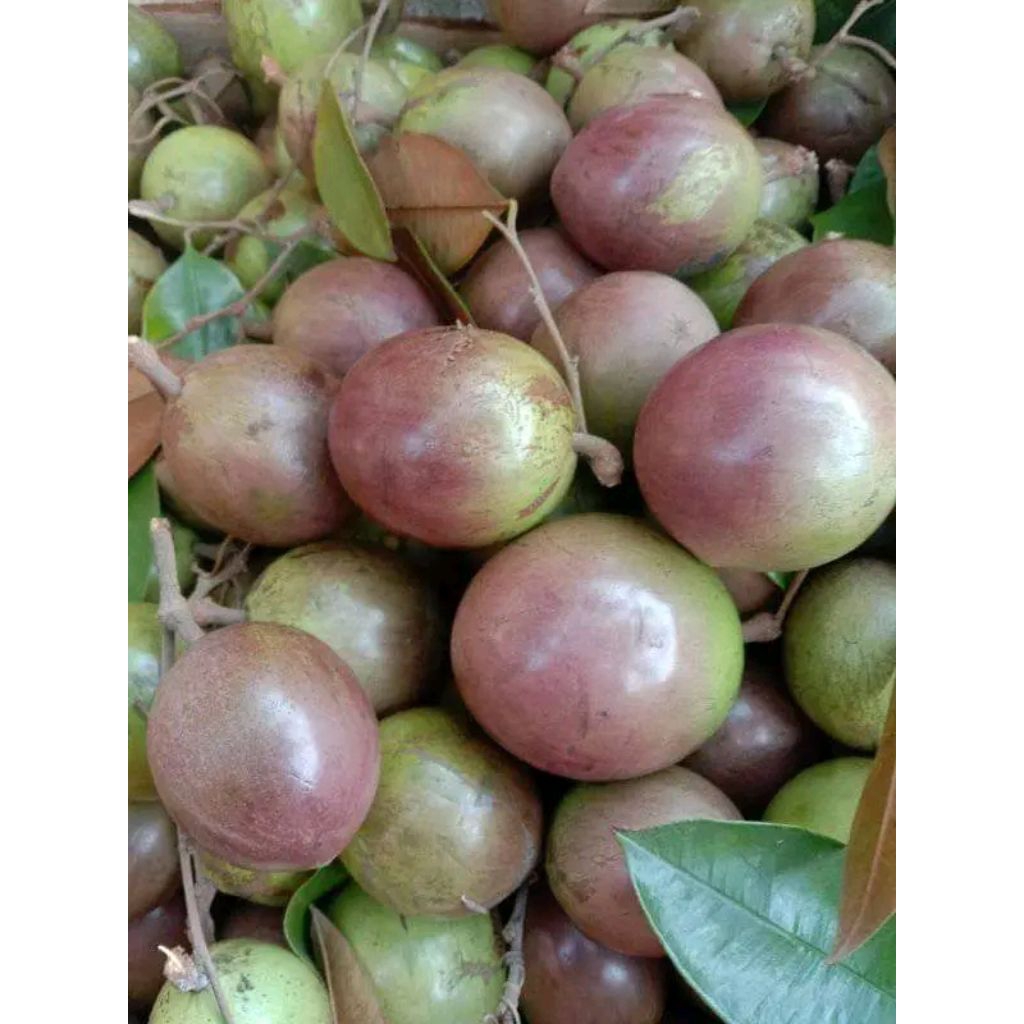 

Kenitu matang siap makan Fresh