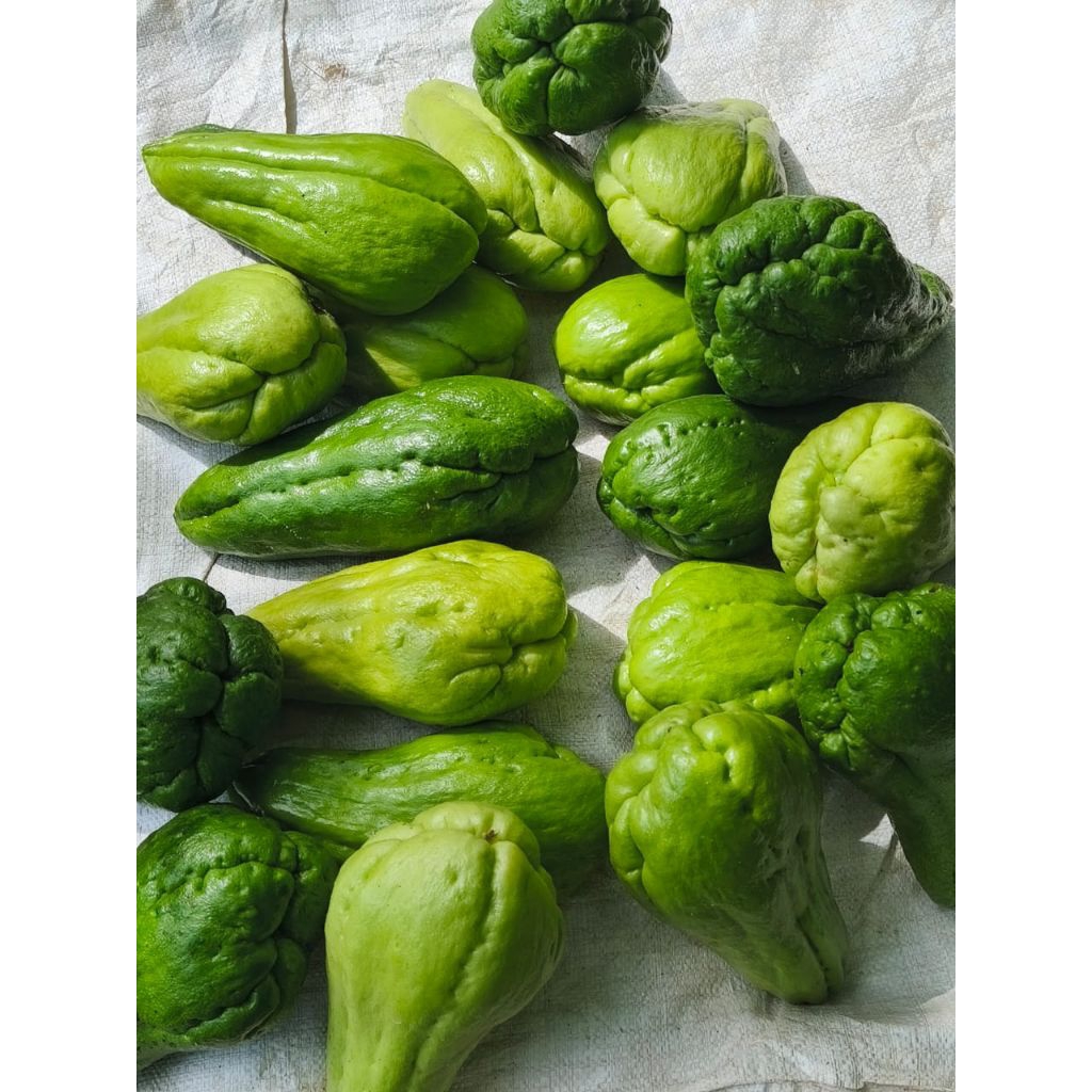 

BIBIT Labu Siem Siap Tanam