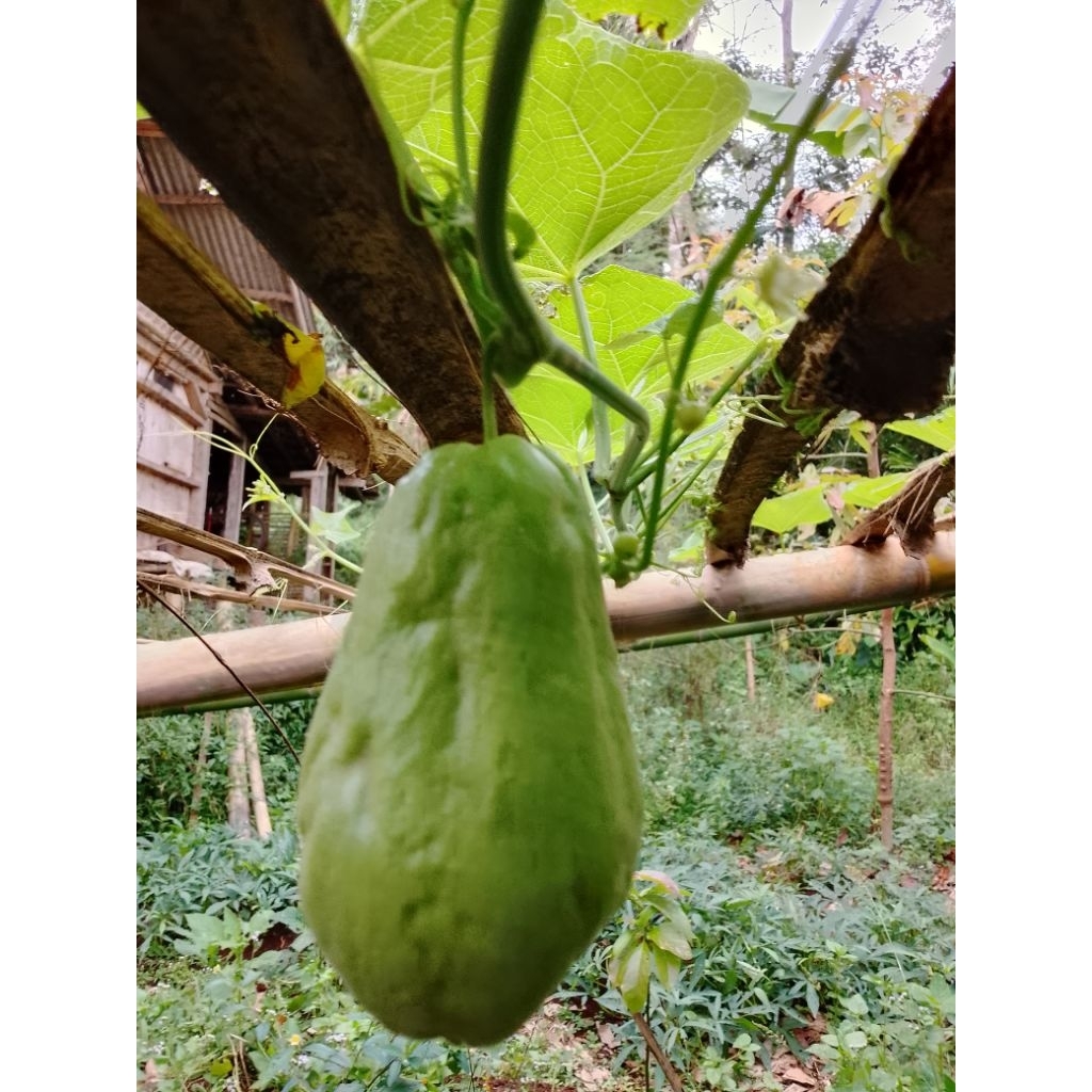 

LABU SIAM SUPER 1KG(PETIK KEBUNSENDIRI)