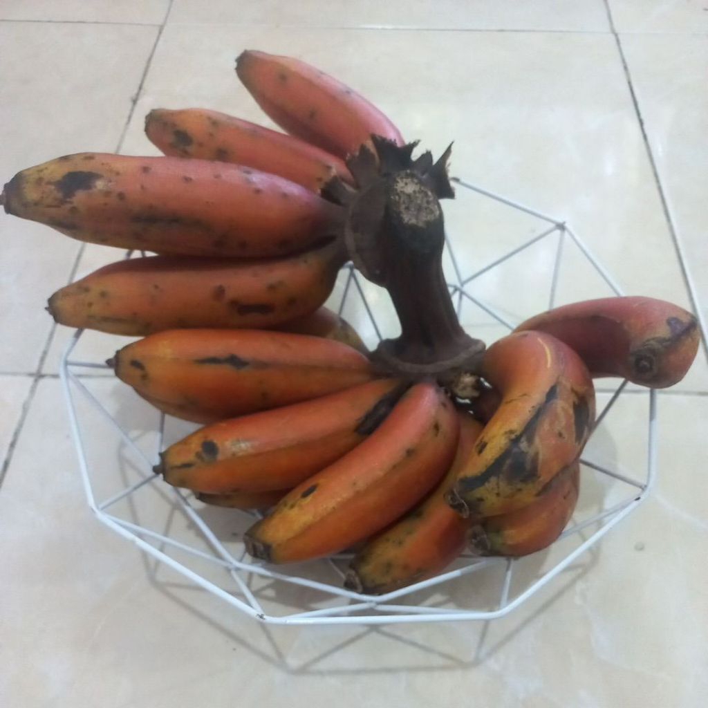 

PISANG MERAH PISANG KIDANG PISANG MERAH MURAH PISANG MERAH SUPER