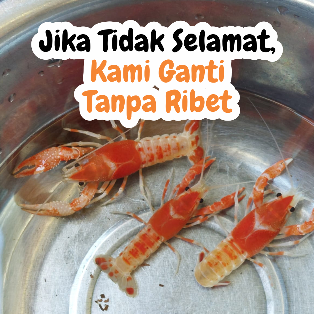Lobster Hias Asli Thailand – Lobster Air Tawar Hidup Warna Cerah untuk Ikan Hias Aquascape Air Tawar