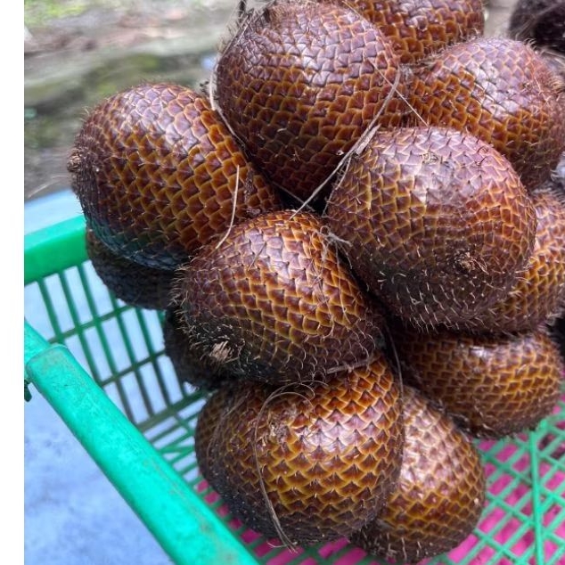 

salak pondoh berat 2kg kemasan keranjang salak lebih kuat dan bebas udara