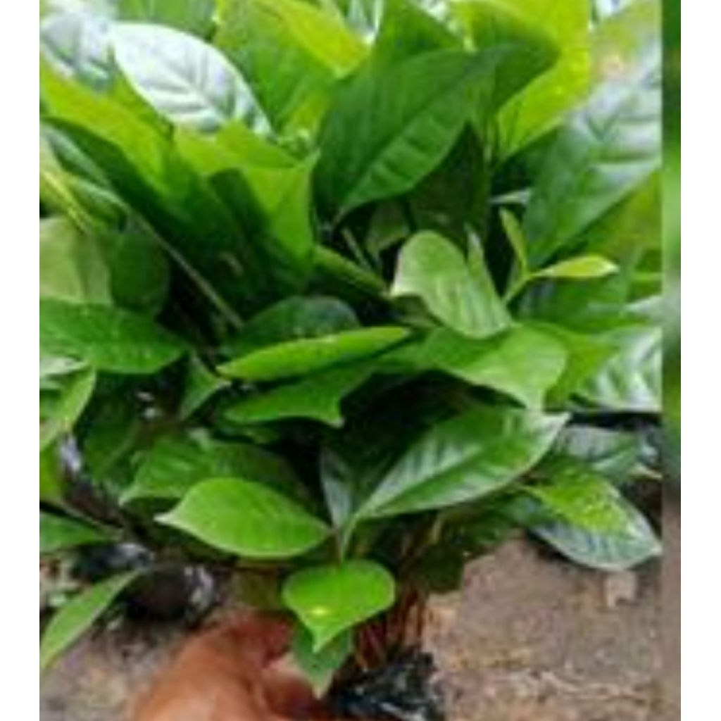 BIBIT POHON KOPI LIBERIKA CABUTAN