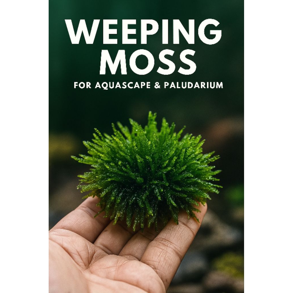 java moss weping