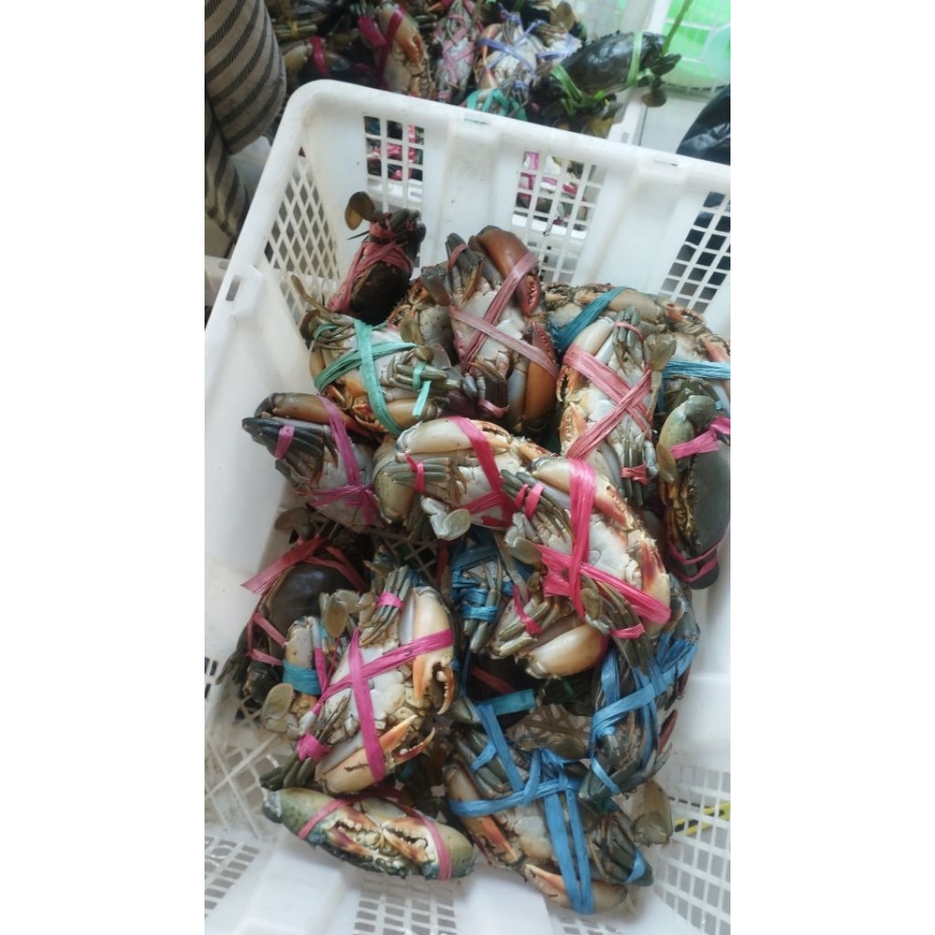 

KEPITING SEGAR ISI 5-6 EKOR