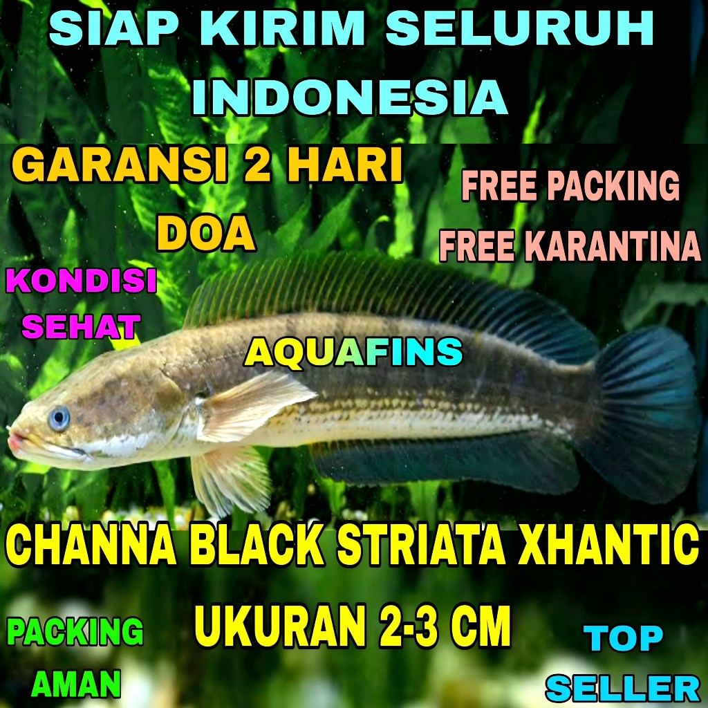 HIASAN SNAKEHEAD CHANNA GABUS BLACK STRIATA XHANTIC UKURAN 2-3 CM