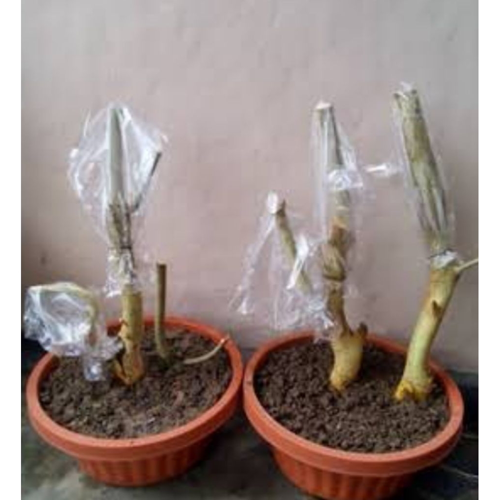 BAHAN BAKALAN BONSAI SERUT ASLI