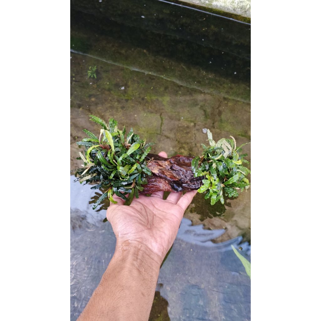 buce_media,rentek_Aquascape