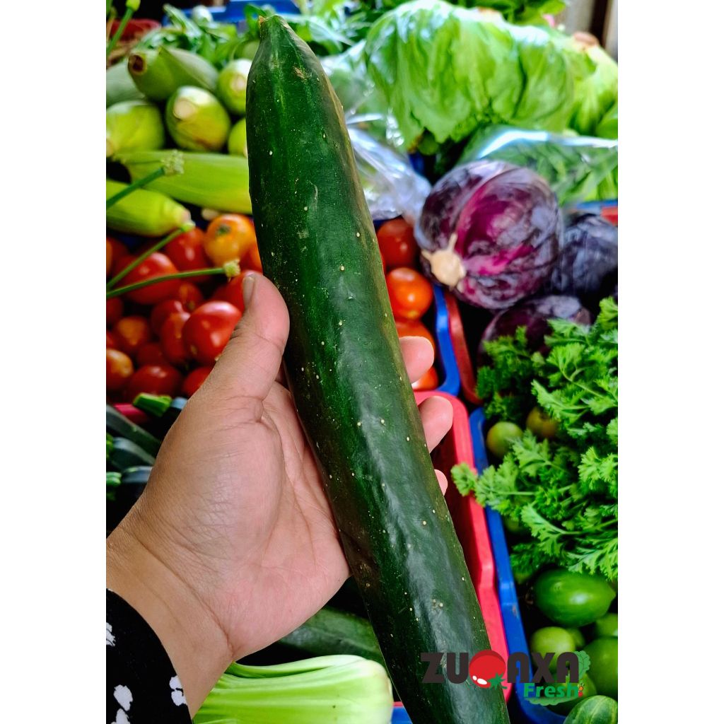 

Timun Kyuri /Timun Jepang 500 gr