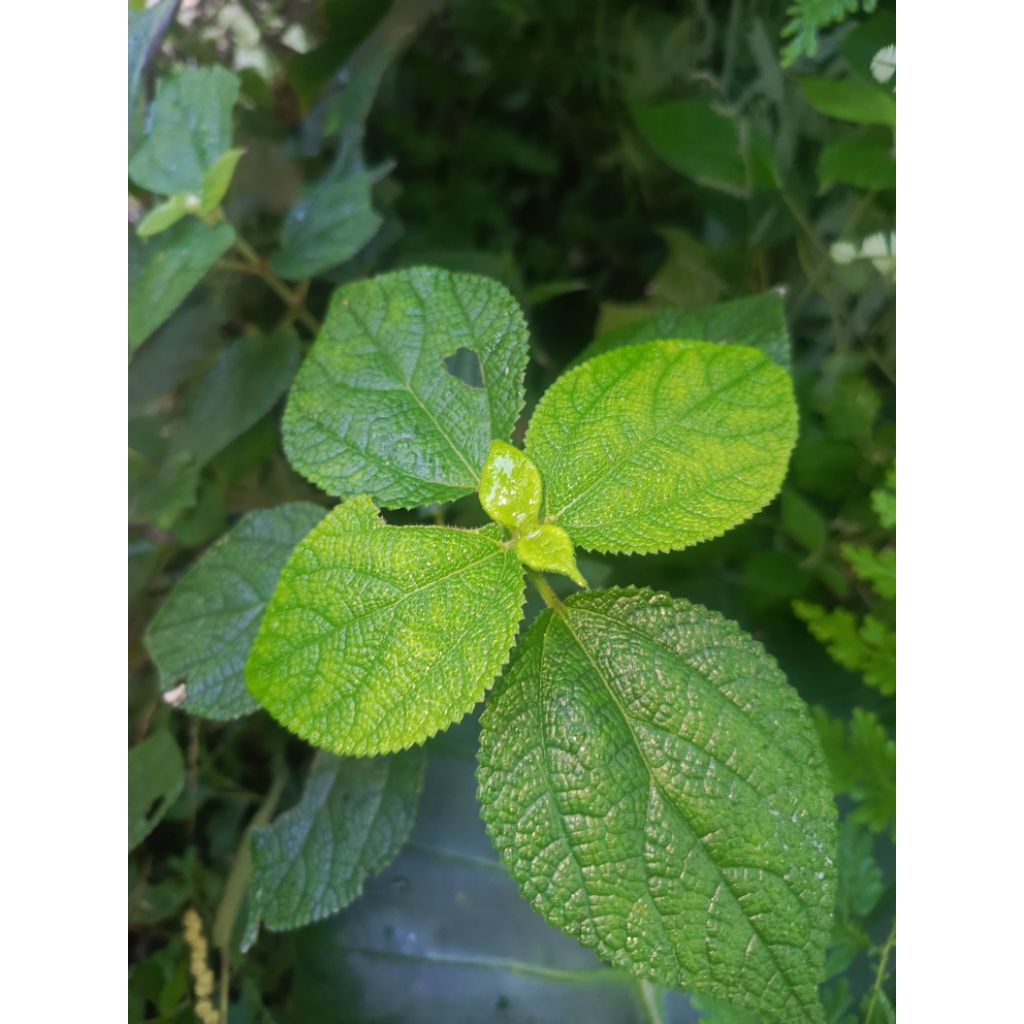 

Daun Rami segar 250 grm