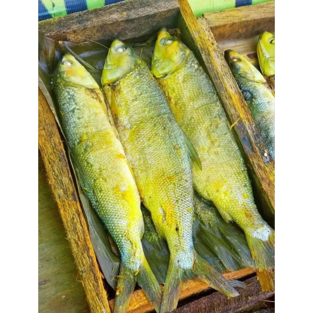 

bandeng presto isi 3 olahan sendiri