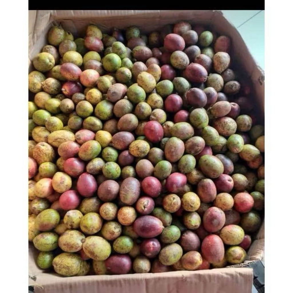 

Buah Matoa Manis 1kg