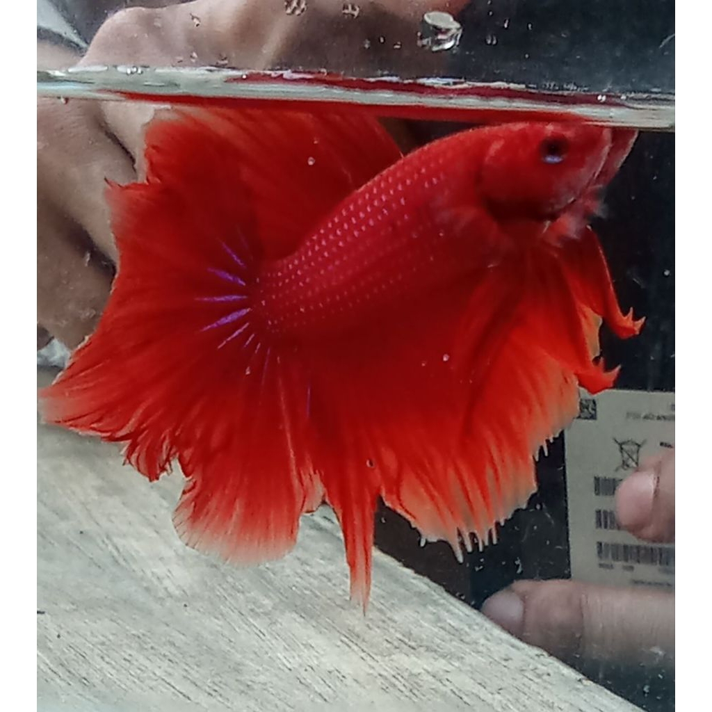 ikan cupang hm ( halfmoon) gen super red hiasan akuarium