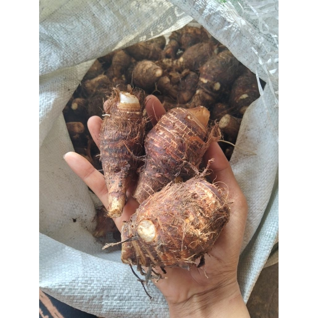 

Talas / Entik centang 1KG